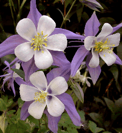 Aquilegia caerulea